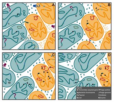 Horizontal Gene Transfer as a Source of Conflict and Cooperation in Prokaryotes